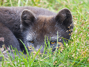 Arctic Fox (Vulpes lagopus, Alopex lagopus), Melrakkasetur Islands. Polar regions, Iceland, Westfjords