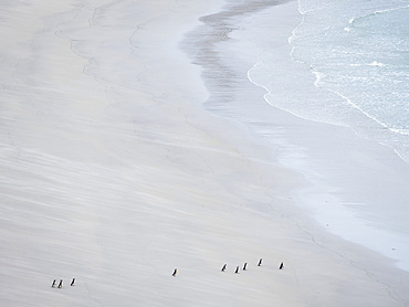 Group on empty beach. Magellanic Penguin (Spheniscus magellanicus). South America, Falkland Islands, January