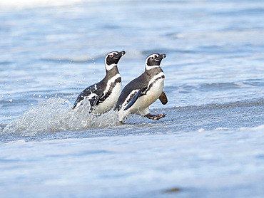 Magellanic Penguin (Spheniscus magellanicus). South America, Falkland Islands, January