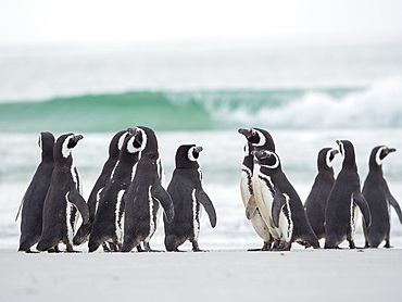 Magellanic Penguin (Spheniscus magellanicus). South America, Falkland Islands, January