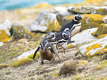 Magellanic Penguin (Spheniscus magellanicus). South America, Falkland Islands, January