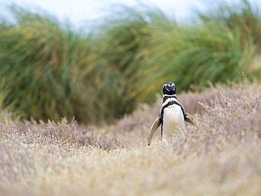 Magellanic Penguin (Spheniscus magellanicus). South America, Falkland Islands, January