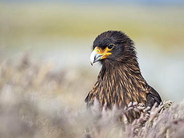 Adult, with typical yellow skin in face. Striated Caracara or Johnny Rook (Phalcoboenus australis), protected, endemic to the Falklands and highly intelligent bird of prey. South America, Falkland Islands, January