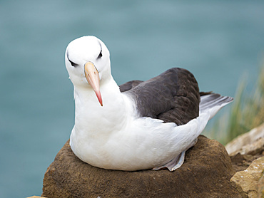 Adult brooding on tower shaped nest. Black-browed albatross or black-browed mollymawk (Thalassarche melanophris). South America, Falkland Islands, January