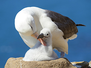 Adult and chick on tower shaped nest. Black-browed albatross or black-browed mollymawk (Thalassarche melanophris). South America, Falkland Islands, January