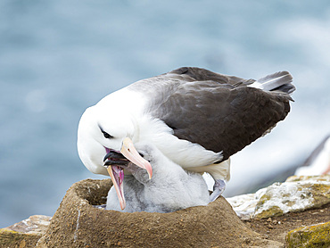 Adult feeding chick on tower shaped nest. Black-browed albatross or black-browed mollymawk (Thalassarche melanophris). South America, Falkland Islands, January