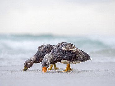 Falkland flightless steamer duck (Tachyeres brachypterus), a flightless duck endemic to the Falkland Islands. Male shows an orange, female a greenish beak. South America, Falkland Islands, January