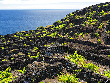 Traditional viniculture near Criacao Velha, traditional wine growing on Pico is listed as UNESCO world heritage. Pico Island, an island in the Azores (Ilhas dos Acores) in the Atlantic ocean. The Azores are an autonomous region of Portugal. Europe, Portugal, Azores