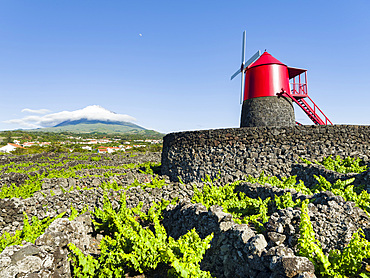 Traditional viniculture near Criacao Velha, traditional wine growing on Pico is listed as UNESCO world heritage. Pico Island, an island in the Azores (Ilhas dos Acores) in the Atlantic ocean. The Azores are an autonomous region of Portugal. Europe, Portugal, Azores