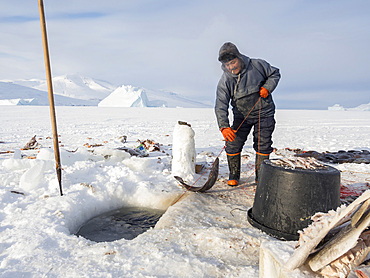 Fishermen in the Uummannaq Fjord System, north west Greenland. The fjords are frozen during winter, the fishermen use motor or dog sleds to drive to holes in the ice to lower up to 1000m long lines with bait. North America, Greenland