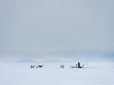 Fishermen in the Uummannaq Fjord System, north west Greenland. The fjords are frozen during winter, the fishermen use motor or dog sleds to drive to holes in the ice to lower up to 1000m long lines with bait. North America, Greenland