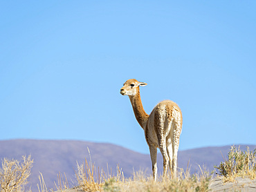 Vicuna (Vicugna vicugna) in the Altiplano of Argentina near the Salar Salinas Grandes del Noroeste.