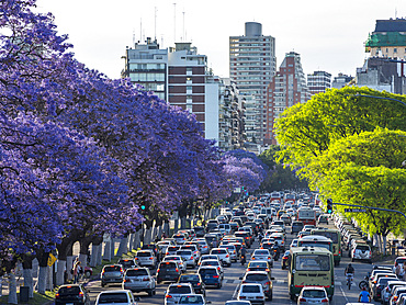 Jacaranda trees on Avenida Pres. Figueroa Alcorta in Recoleta. Buenos Aires, the capital of Argentina. South America, Argentina, November