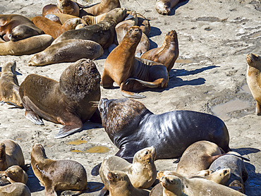 Bull with females. South American sea lion (Otaria flavescens) also called Southern Sea Lion and Patagonian Sea Lion, colony in the National Park Valdes. Valdes is listed as UNESCO world heritage. South America, Argentina, Chubut