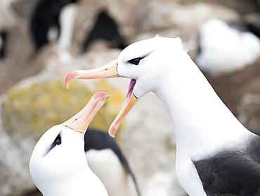 Black-browed albatross or black-browed mollymawk (Thalassarche melanophris), typical courtship and greeting behaviour. South America, Falkland Islands, November