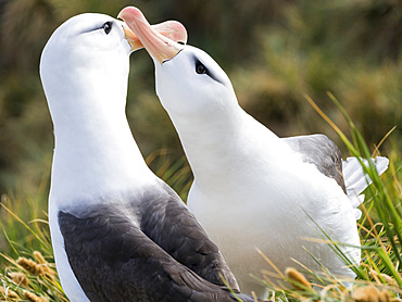 Black-browed albatross or black-browed mollymawk (Thalassarche melanophris), typical courtship and greeting behaviour. South America, Falkland Islands, November