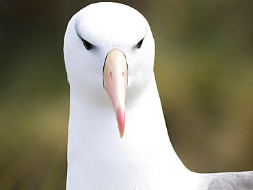 Black-browed albatross or black-browed mollymawk (Thalassarche melanophris). South America, Falkland Islands, November