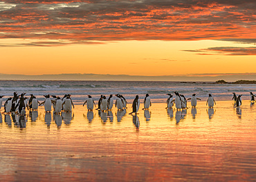 Gentoo Penguin (Pygoscelis papua) on the sandy beach of Volunteer Point. South America, Falkland Islands, January