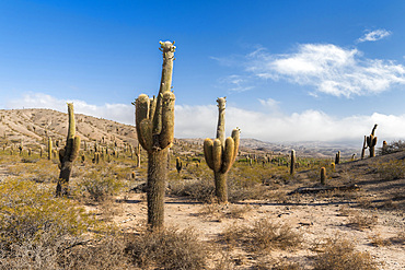 National Park Los Cardones in the region Valles Calchaquies near Cachi, province salta. The NP is protecting the cactus Cardon ( Echinopsis atacamensis ). South America, Argentina, Cachi, November