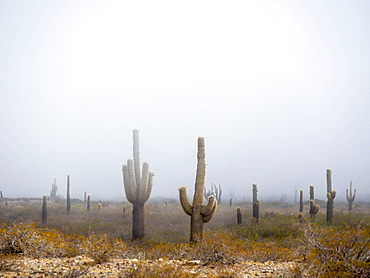 National Park Los Cardones in the region Valles Calchaquies near Cachi, province salta. The NP is protecting the cactus Cardon ( Echinopsis atacamensis ). South America, Argentina, Cachi, November