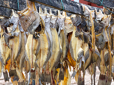 Traditional fishermens hut, rack with halibut. Town Ilulissat at the shore of Disko Bay in West Greenland, center for tourism, administration and economy. The icefjord nearby is listed as UNESCO world heritage. America, North America, Greenland, Denmark