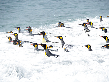 King Penguin (Aptenodytes patagonicus) on the island of South Georgia, the rookery on Salisbury Plain in the Bay of Isles. Adults coming ashore. Antarctica, Subantarctica, South Georgia