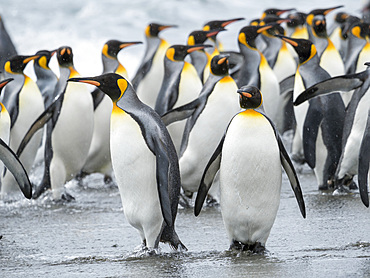 King Penguin (Aptenodytes patagonicus) on the island of South Georgia, the rookery on Salisbury Plain in the Bay of Isles. Adults coming ashore. Antarctica, Subantarctica, South Georgia