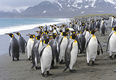 King Penguin (Aptenodytes patagonicus) on the island of South Georgia, the rookery on Salisbury Plain in the Bay of Isles. Antarctica, Subantarctica, South Georgia