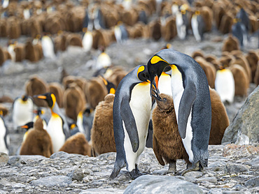 King Penguin (Aptenodytes patagonicus) on the island of South Georgia, the rookery in St. Andrews Bay. Feeding behaviour. Antarctica, Subantarctica, South Georgia