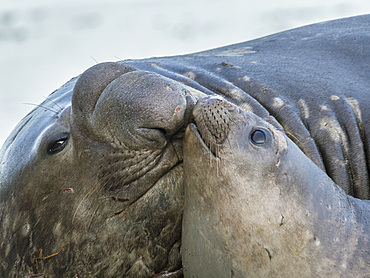 Southern elephant seal (Mirounga leonina), bull and female on beach. Antarctica, Subantarctica, South Georgia, October