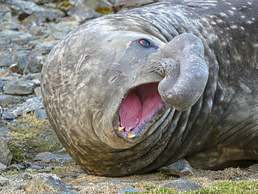 Southern elephant seal (Mirounga leonina), bull on beach showing threat behaviour. Antarctica, Subantarctica, South Georgia, October