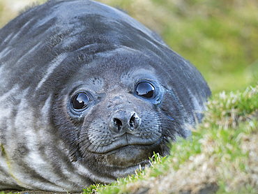 Southern elephant seal (Mirounga leonina), weaned pup on beach. Antarctica, Subantarctica, South Georgia, October