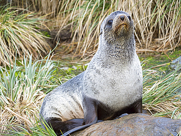 Antarctic Fur Seal (Arctocephalus gazella) in typical Tussock Grass. Antarctica, Subantarctica, South Georgia, October