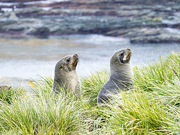 Antarctic Fur Seal (Arctocephalus gazella) in typical Tussock Grass. Antarctica, Subantarctica, South Georgia, October