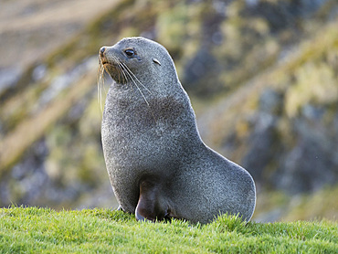 Antarctic Fur Seal (Arctocephalus gazella). Bull. Antarctica, Subantarctica, South Georgia, October