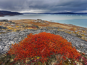 Tundra near glacier Eqip (Eqip Sermia) in western Greenland. America, North America, Greenland, Denmark