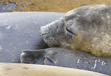 Southern elephant seal (Mirounga leonina), male, after breeding period on the Falkland Islands. South America, Falkland Islands, January