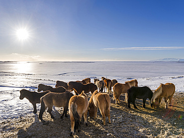 Icelandic Horse during winter in Iceland with typical winter coat. This traditional icelandic breed traces its origin back to the horses of the viking settlers. europe, northern europe, iceland, February