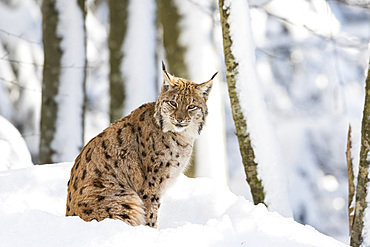 Eurasian lynx (Lynx lynx ) during winter in National Park Bavarian Forest (Bayerischer Wald). Europe, Central Europe, Germany, Bavaria, January