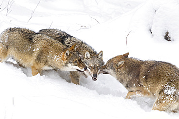 Gray Wolf (Canis lupus) during winter in National Park Bavarian Forest (Bayerischer Wald). Europe, Central Europe, Germany, Bavaria, January