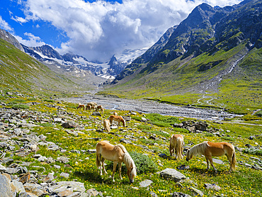 Haflinger Horse on its mountain pasture (Shieling) in the Oetztal Alps (Obergurgl, Rotmoostal). Europe, Austria, Tyrol