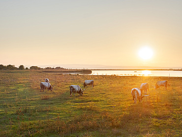 Hungarian Grey or Hungarian Steppe Cattle (Magyar Szuerke), an ancient breed of domestic cattle, indigenous to Hungary. National Park Fertoe-Hansag, part of UNESCO world heritage Fertoe - Neusiedlersee Cultural Landscape. Europe, Eastern Europe, Hungary