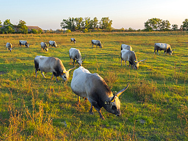 Hungarian Grey or Hungarian Steppe Cattle (Magyar Szuerke), an ancient breed of domestic cattle, indigenous to Hungary. National Park Fertoe-Hansag, part of UNESCO world heritage Fertoe - Neusiedlersee Cultural Landscape. Europe, Eastern Europe, Hungary