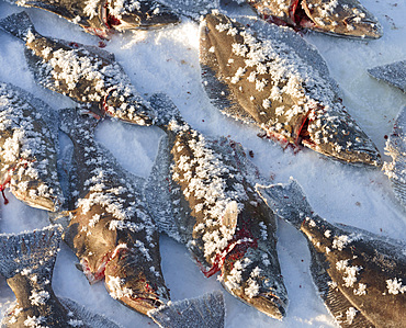 Fishing for halibut on the sea ice of the frozen Melville Bay, part of Baffin Bay, near Kullorsuaq. America, North America, Greenland, Danish territory