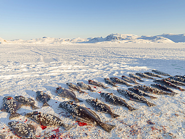 Fishing for halibut on the sea ice of the frozen Melville Bay, part of Baffin Bay, near Kullorsuaq. America, North America, Greenland, Danish territory