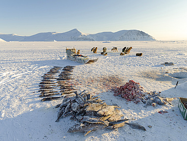 Fisherman with caught halibut on the sea ice of the frozen Melville Bay, part of Baffin Bay, near Kullorsuaq. America, North America, Greenland, Danish territory