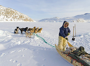 Harvesting a seal from a trap underneath the sea ice. Inuit hunter wearing traditional trousers and boots made from polar bear fur, Melville Bay near Kullorsuaq in North Greenland. North America, danish teritorry