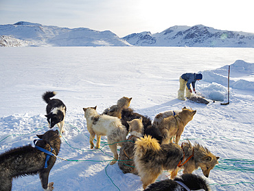 Harvesting a seal from a trap underneath the sea ice. Inuit hunter wearing traditional trousers and boots made from polar bear fur, Melville Bay near Kullorsuaq in North Greenland. North America, danish teritorry