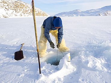 Harvesting a seal from a trap underneath the sea ice. Inuit hunter wearing traditional trousers and boots made from polar bear fur, Melville Bay near Kullorsuaq in North Greenland. North America, danish teritorry