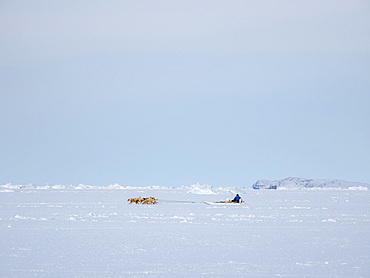 Dog sled in a fan hitch on the sea ice of the Melville Bay near Kullorsuaq in North Greenland. North America, danish teritorry